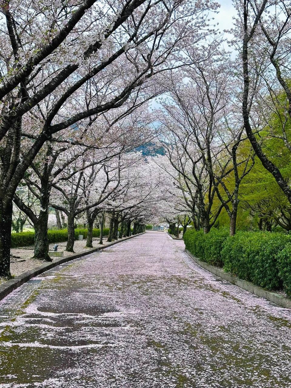 15-Day Japan Cherry Blossom Hot Spring Culture Panoramic Tour